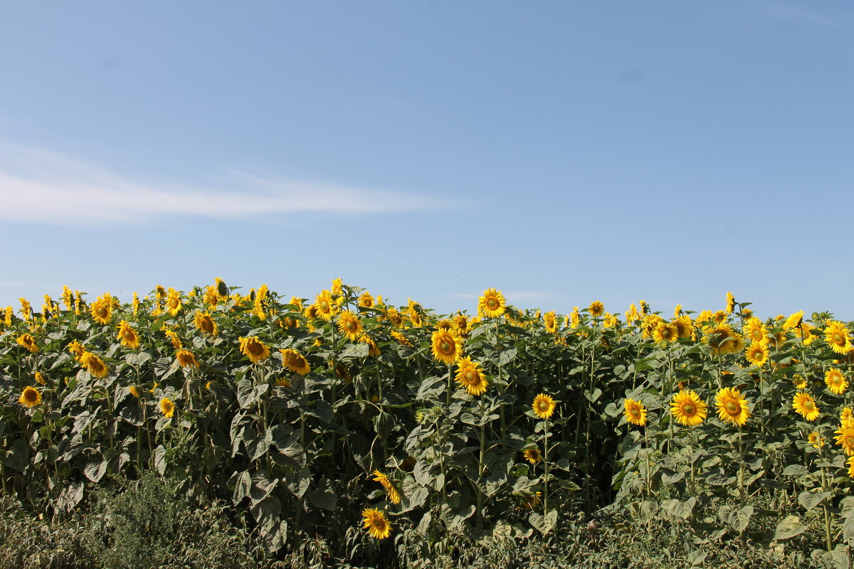 ПОДСОЛНУХИ ЗРЕЮТ НА ПОЛЕ - Валентина 