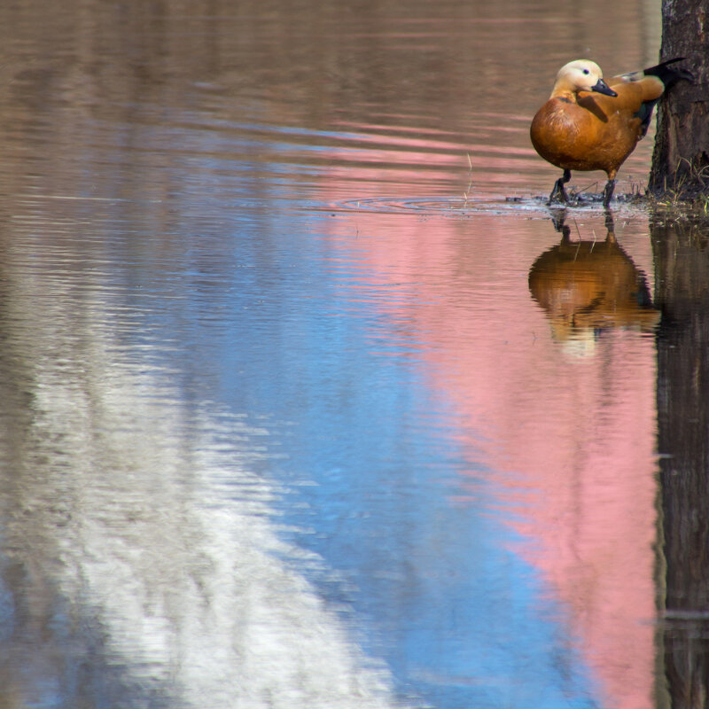 Московский огарь - Максим Должанский