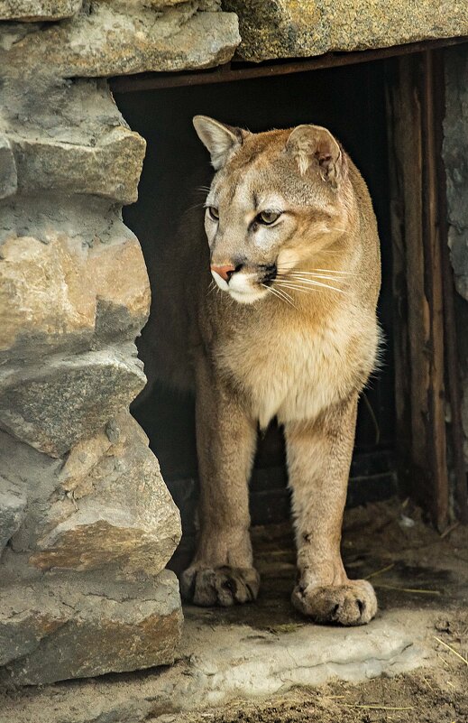 ПУМА - Аркадий Лаптенко