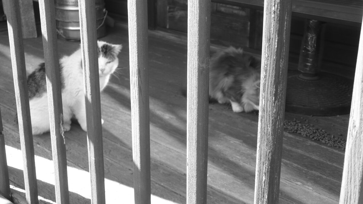 Мечты о ч/б Лейке 105. - Михаил Елочкин