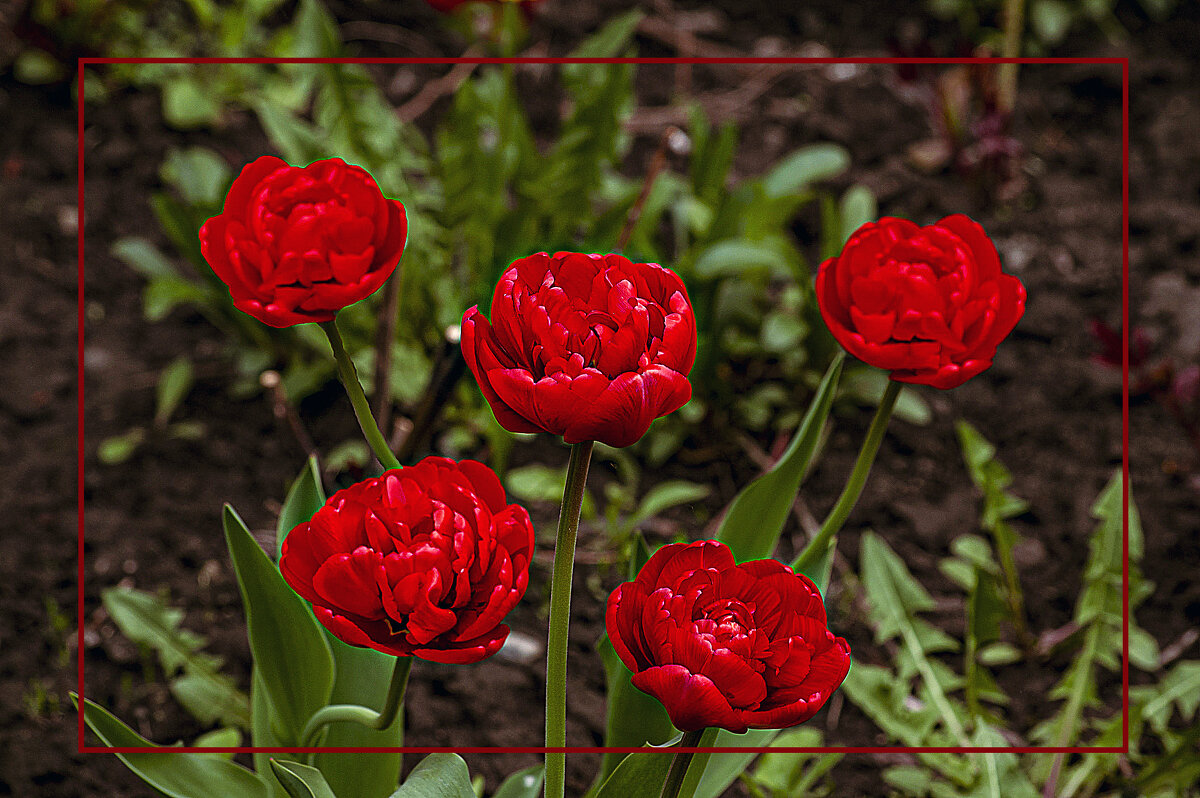 Фотозарисовка цветов - Владимир Кроливец