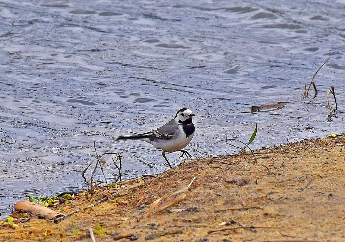 Привет! Давно не виделись! - Валентина  Нефёдова 