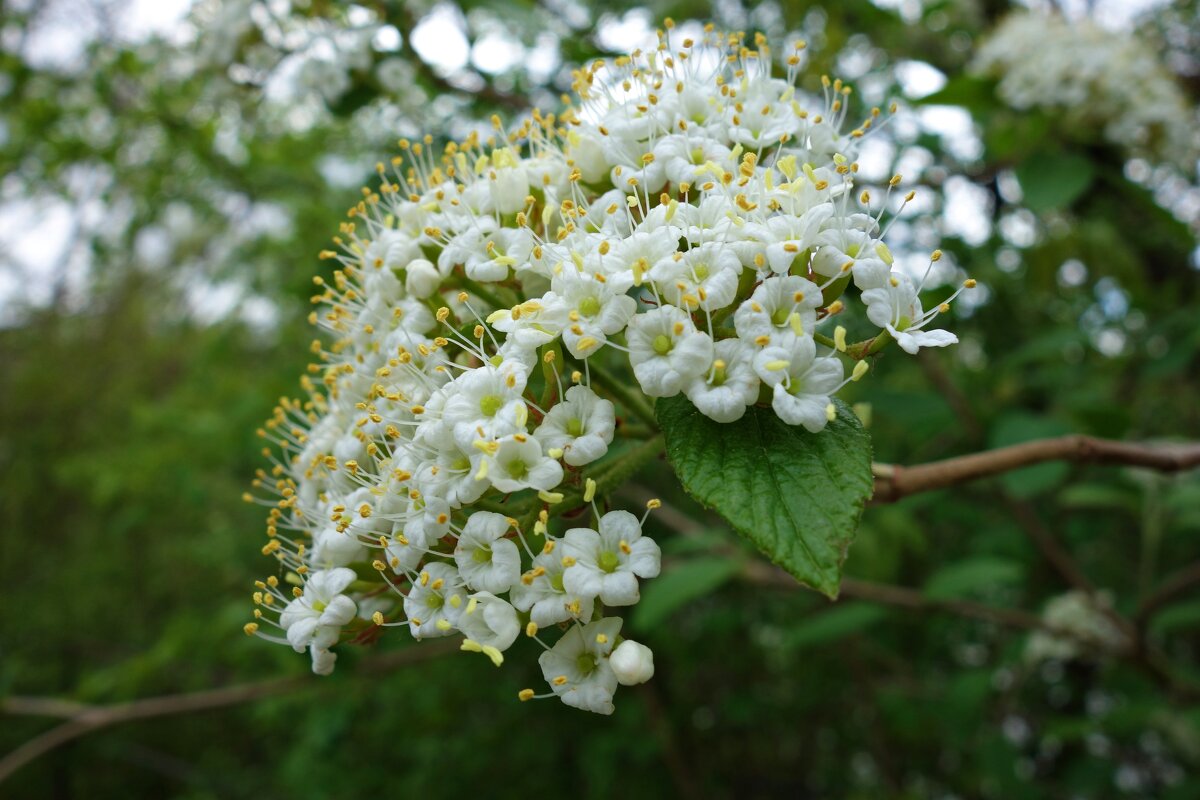 "Цветет калина цветом белым у окна, Качает ветками кудрявыми она..." - Галина 