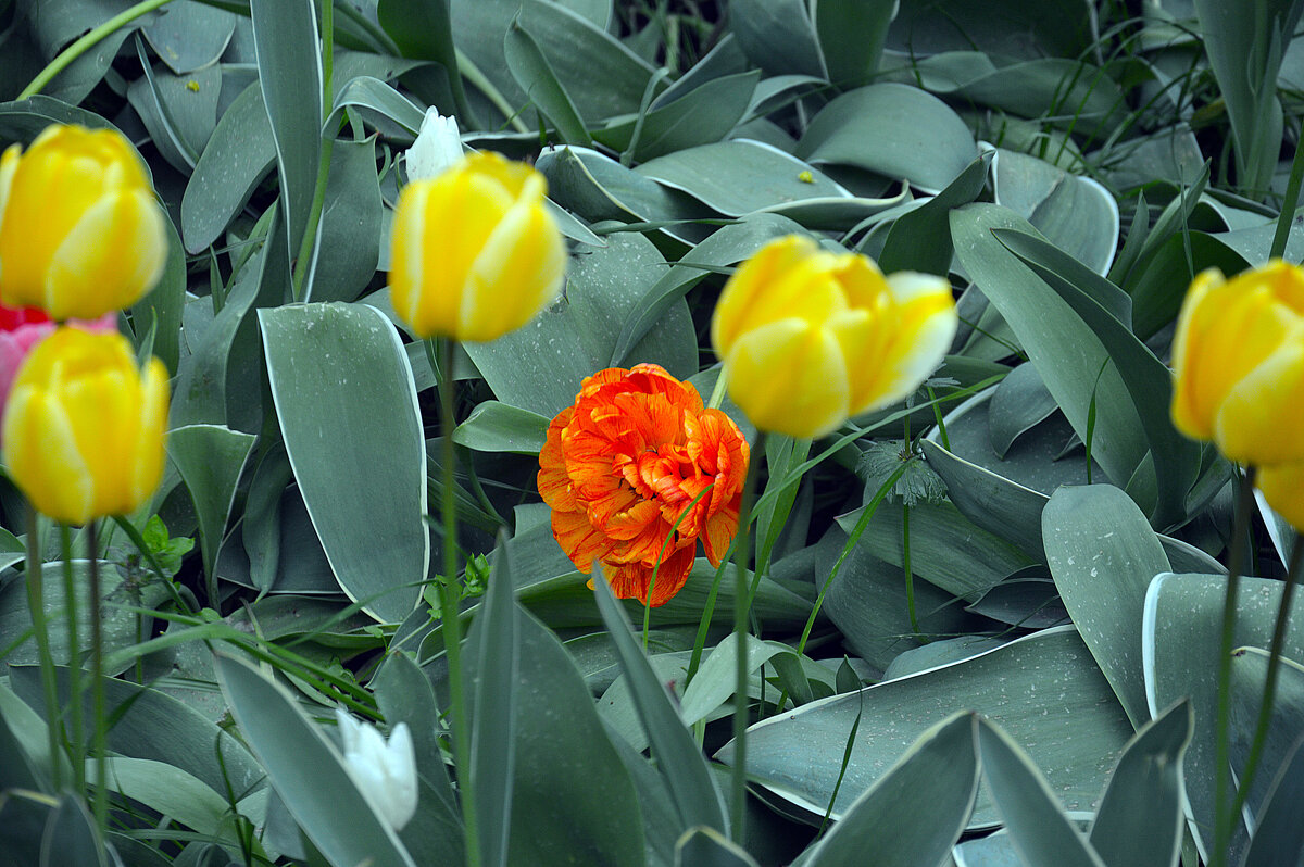 Выскочка - Юрий Словецкий