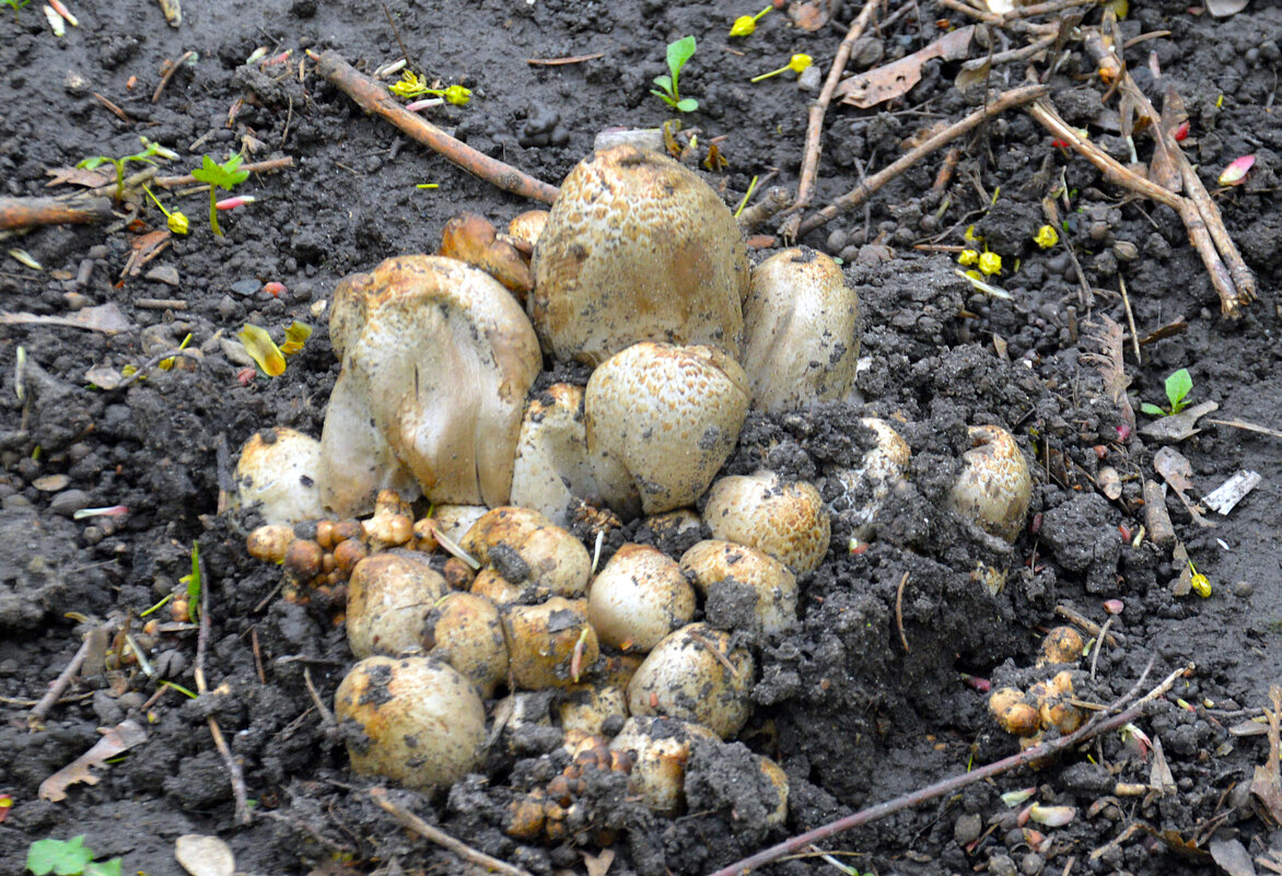 В парке растут не тлько цветы... - Юрий Словецкий
