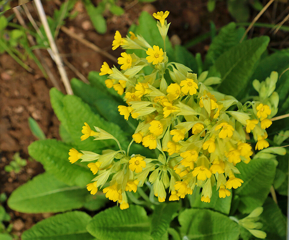 Такая разная примула (примула верис) - Светлана 
