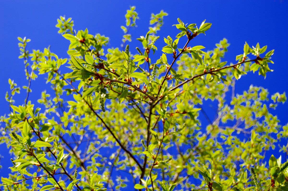 Весна - Владимир Помазан