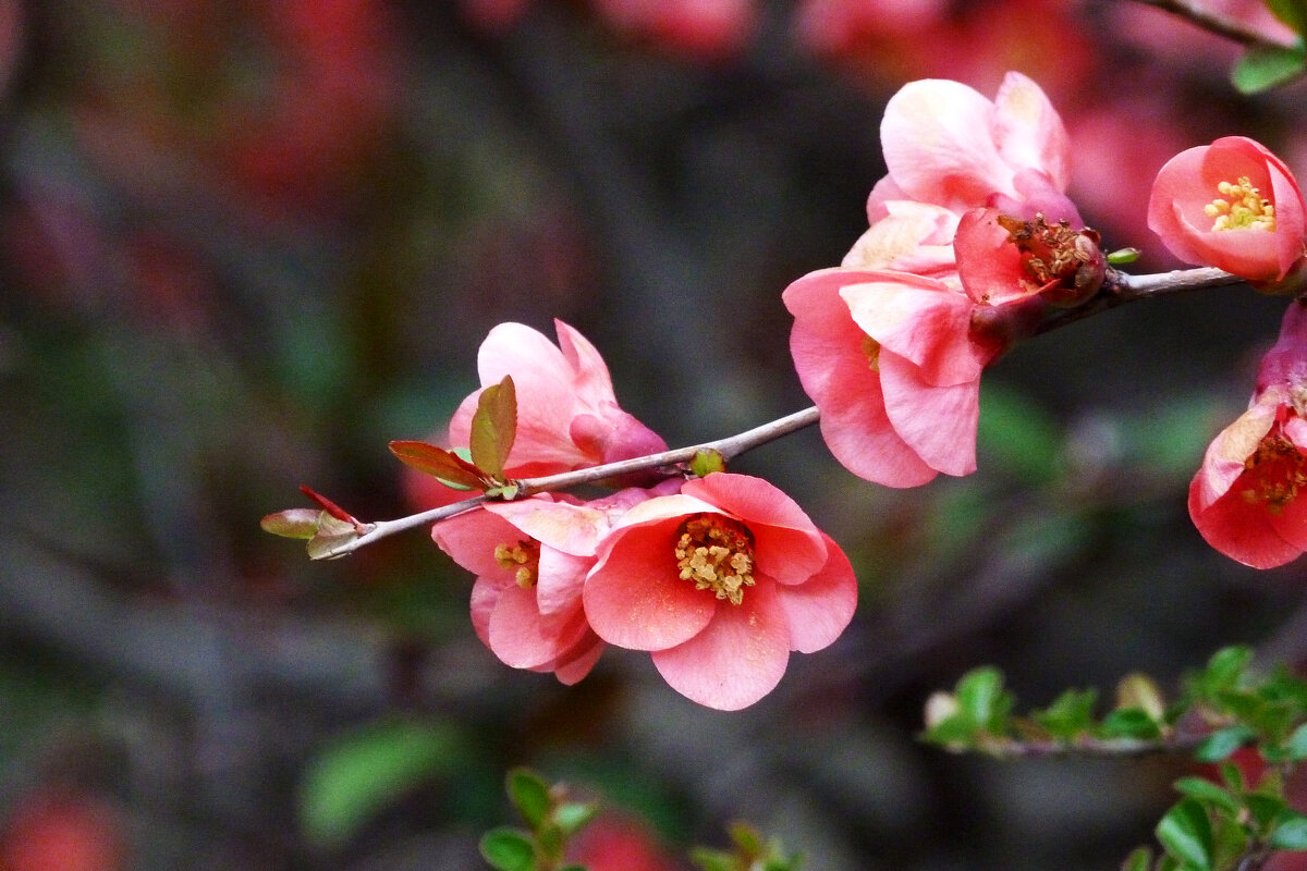 Японская  айва - Валентин Семчишин