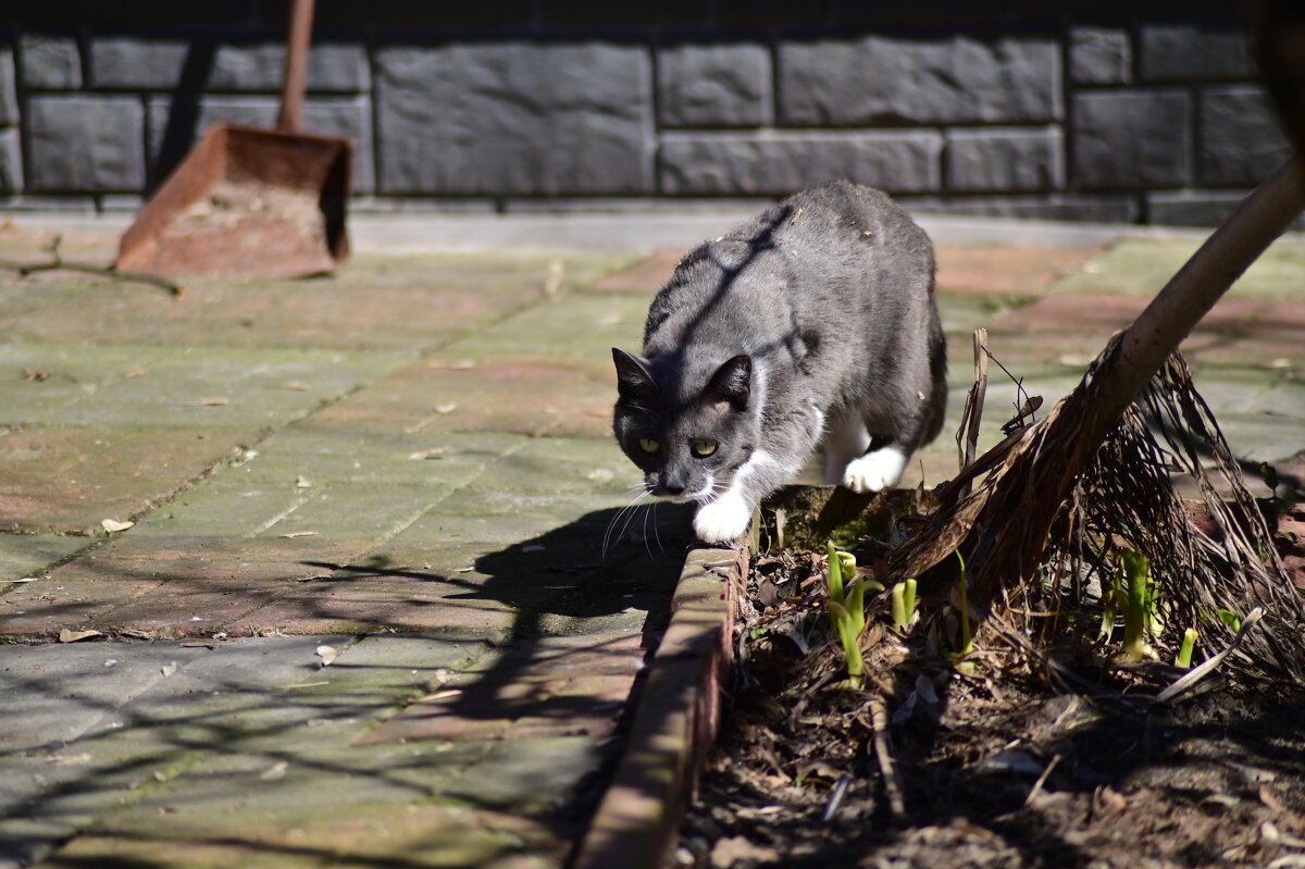 кис кис - Константин Сафронов