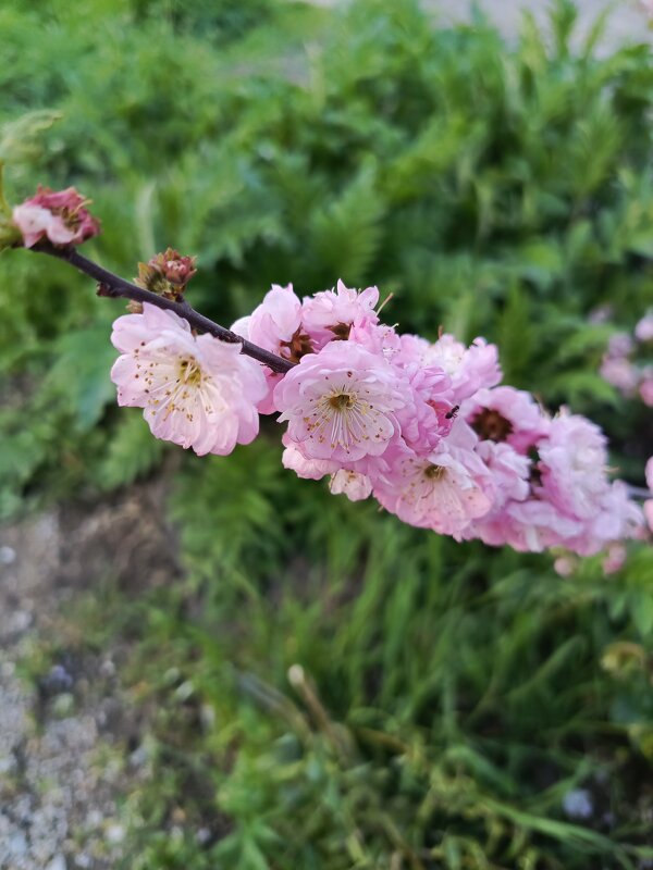 Зацвели - Татьяна Пальчикова