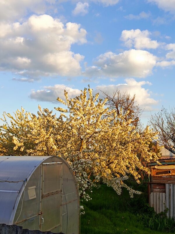 Наша черешня - Татьяна Пальчикова