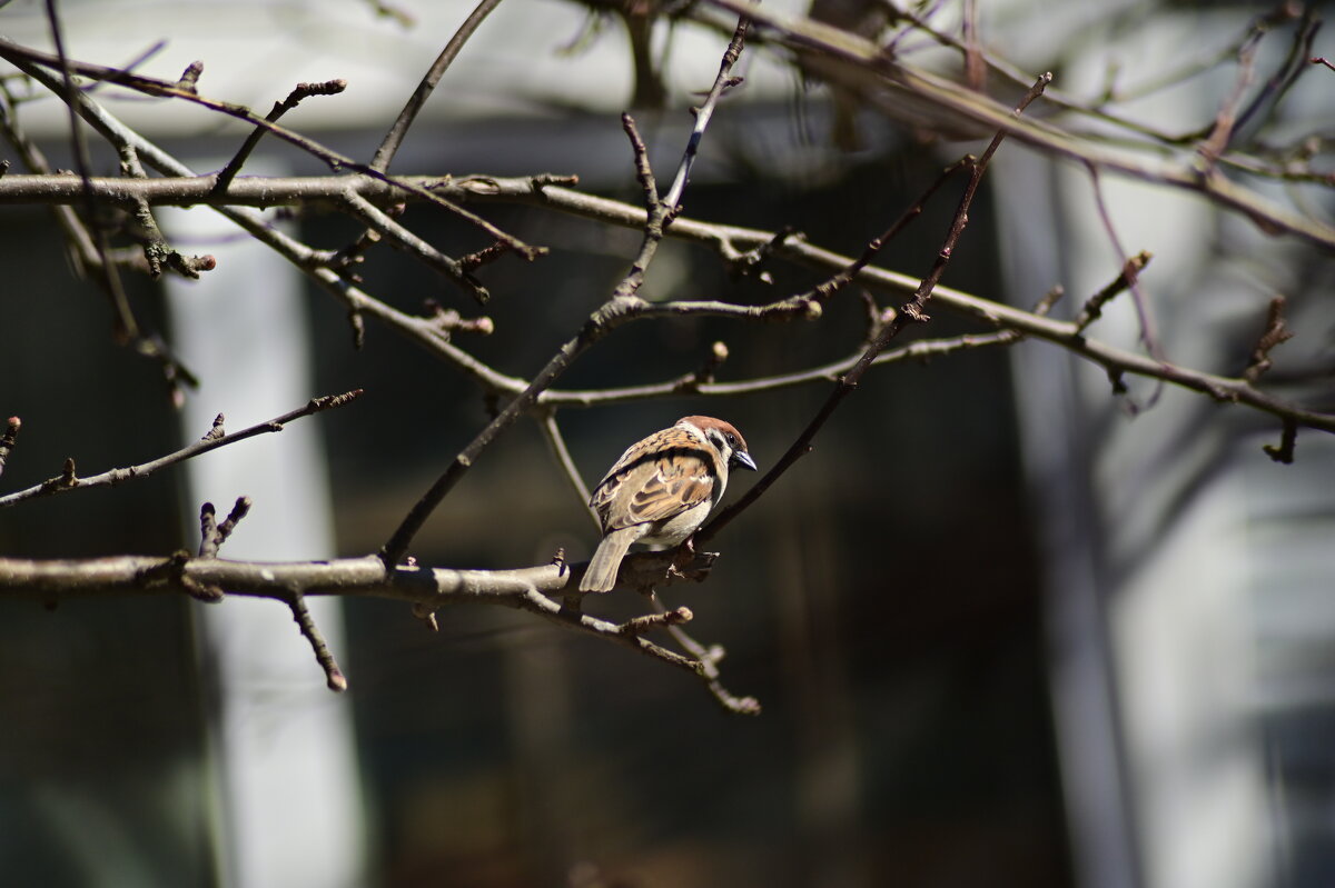 маленький орёль - Константин Сафронов