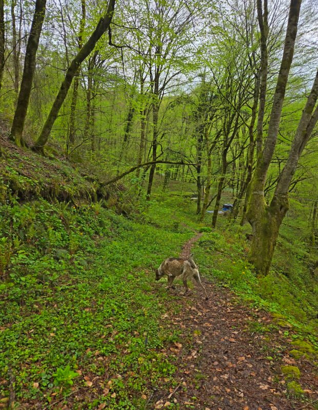 ПРОГУЛКА В ЛЕСУ - Tata Wolf