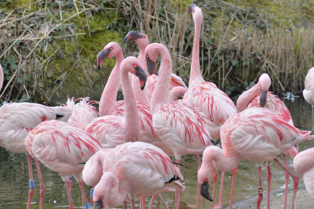 лейпциг2026 - Алексей Короткевич