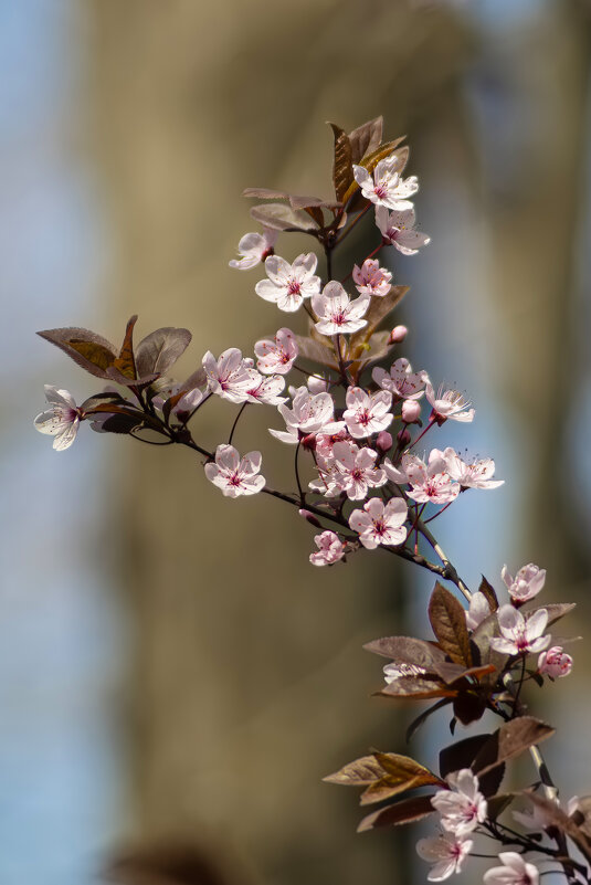 *** - Александр. AVG100 ---