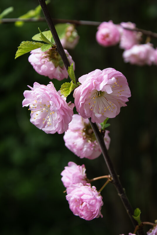 *** - Александр. AVG100 ---