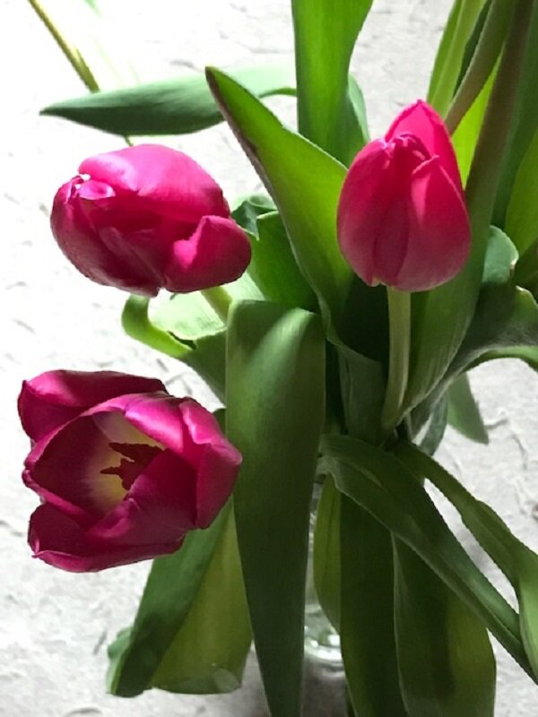 И снова весна, и снова тюьпаны.... - Татьяна Юрасова