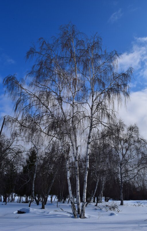 И стоит береза в сонной тишине... - Надежда 