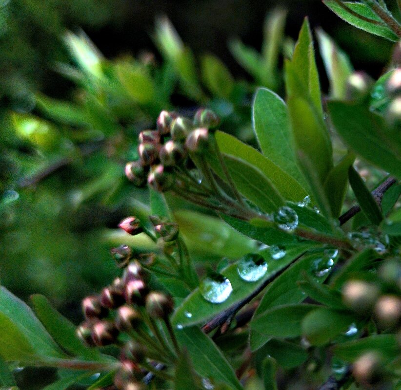 *** - Любимова Ольга 