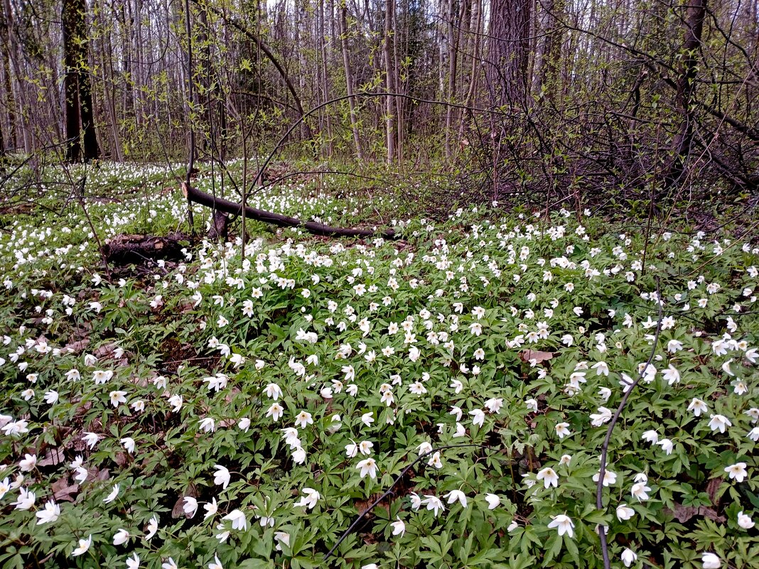 Ковры ветреницы дубравной в лесу. - Лия ☼