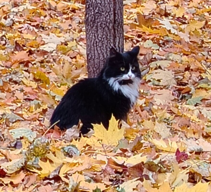 Чёрное на золотом! - Надежда 
