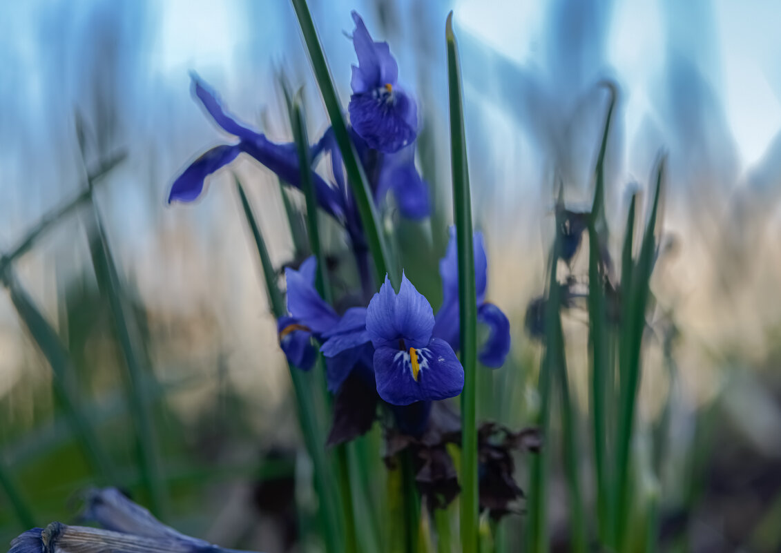 Синеглазые. - Николай 