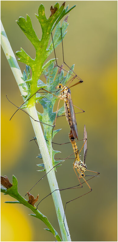 Комар долгоножка(Nephrotoma). - Александр Григорьев