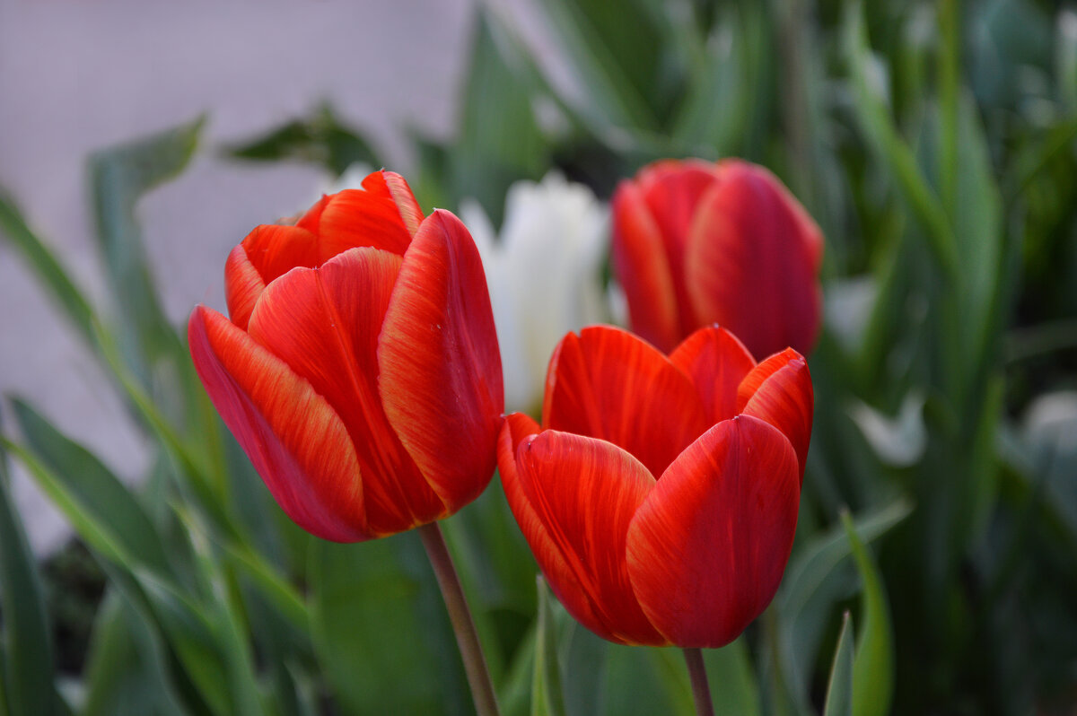 Ярколикие дети Весны... - Надежда Куркина 