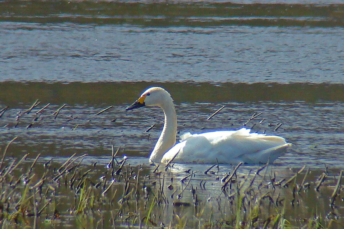 малый или тундровой лебедь - gawrilа - dan