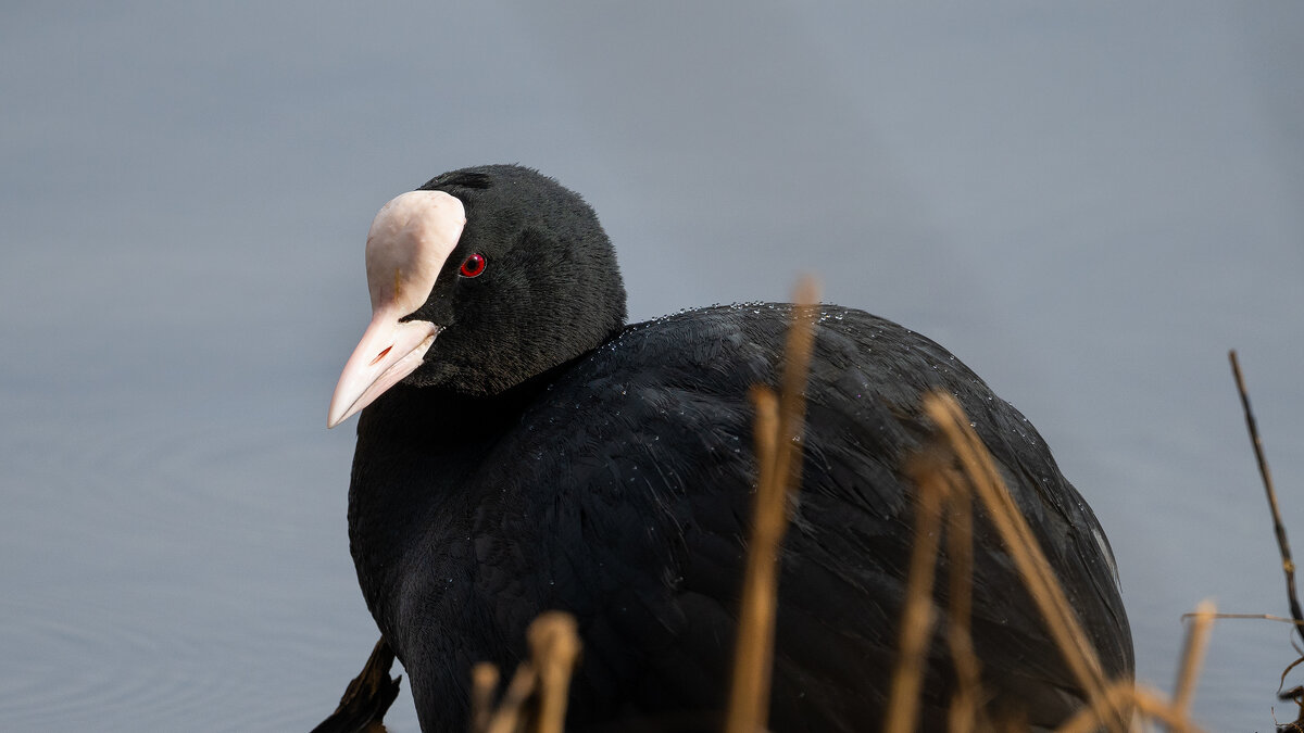 Лысуха - Владимир Лазарев