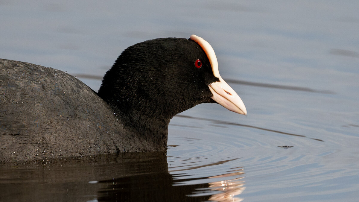 Лысуха - Владимир Лазарев