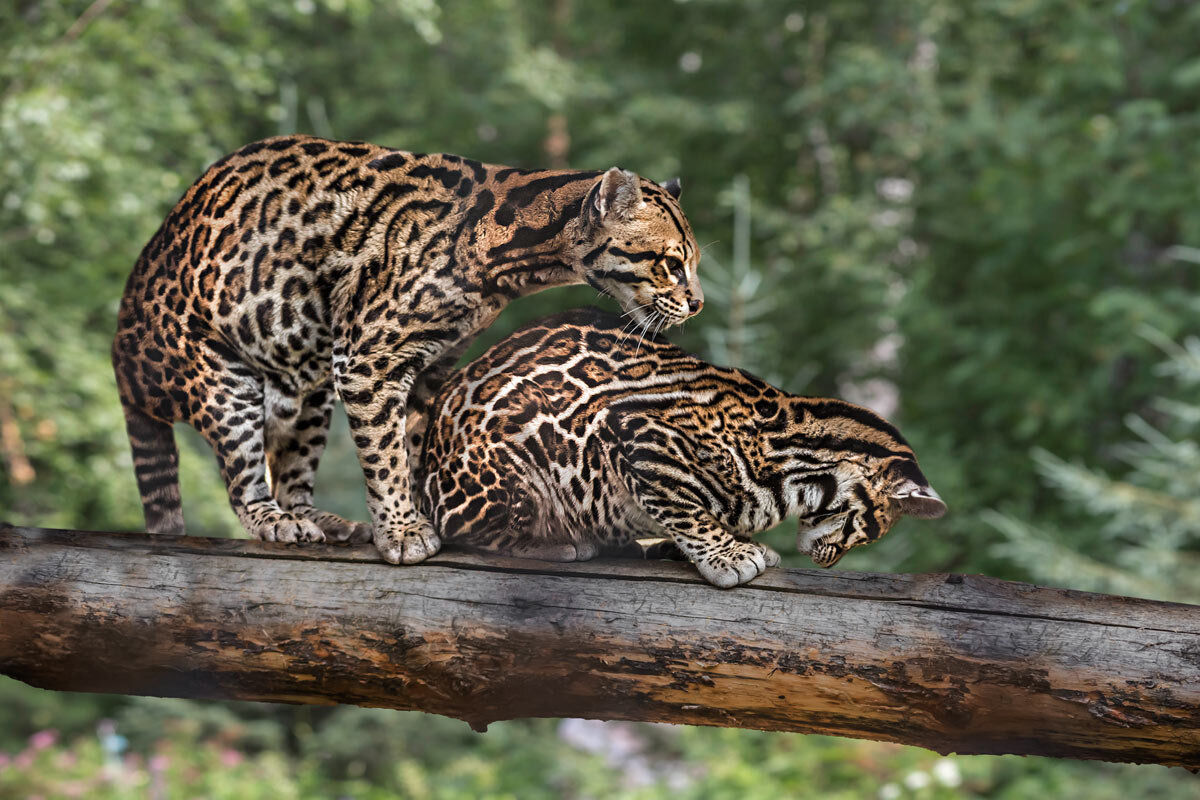 Оцелот - SanSan 