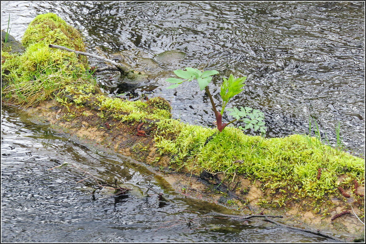 остров невезения - Сеня Белгородский