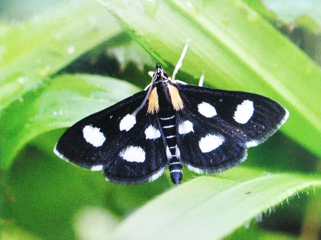 Пестрянка - Людмила Смородинская