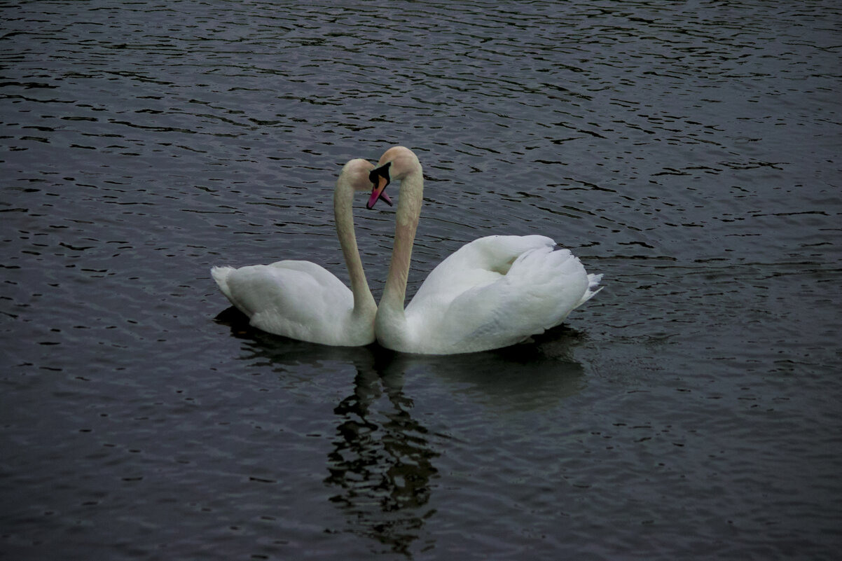Уже ВЕСНА - Любовь ЗЛА - Владимир Максимов