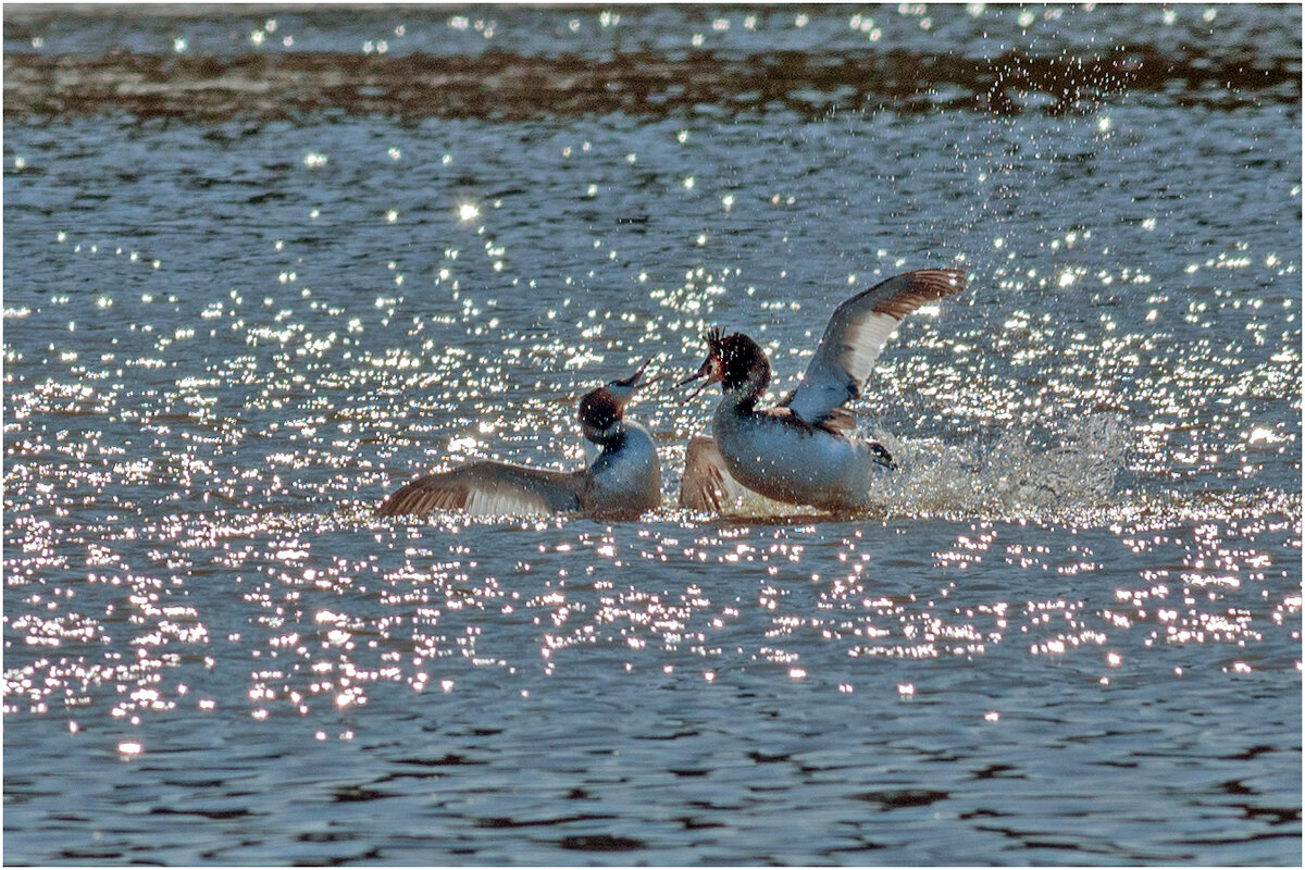 Брачные игры чомг - Валентин Котляров