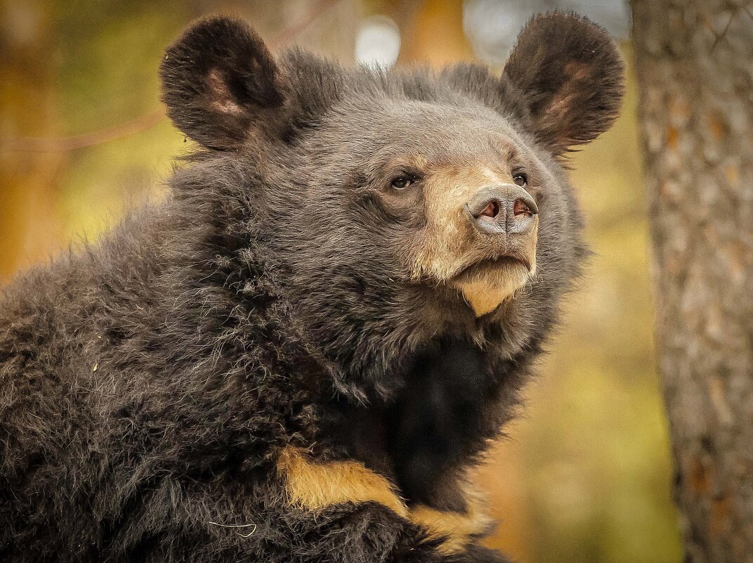 гималайский медведь - Аркадий Лаптенко