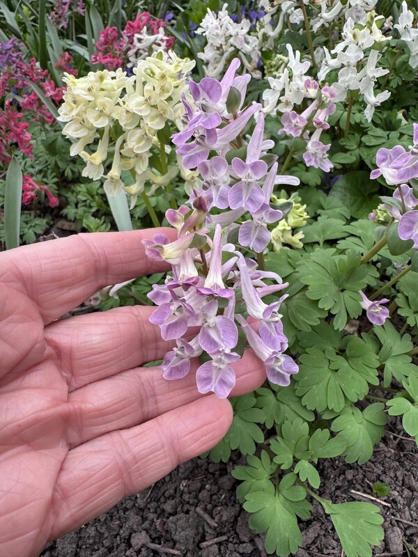 Хохлатки - Lena )