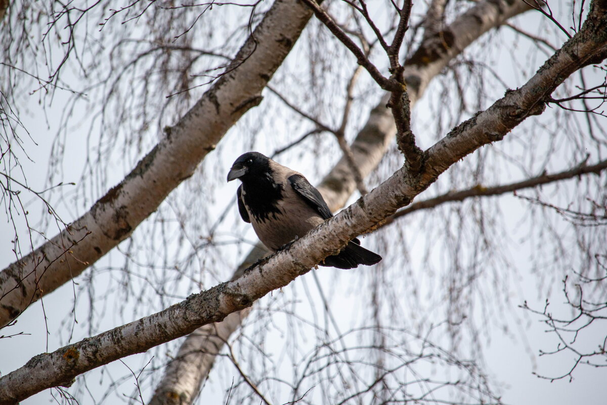 *** - Геннадий Порохов