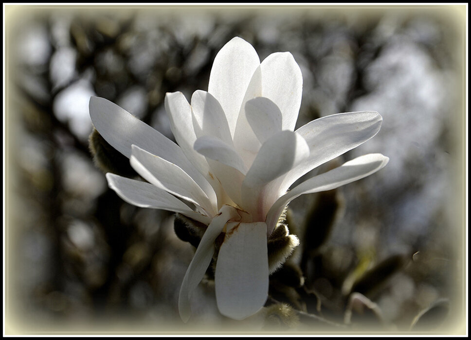 Магнолия цветет - Aleksandr Gal