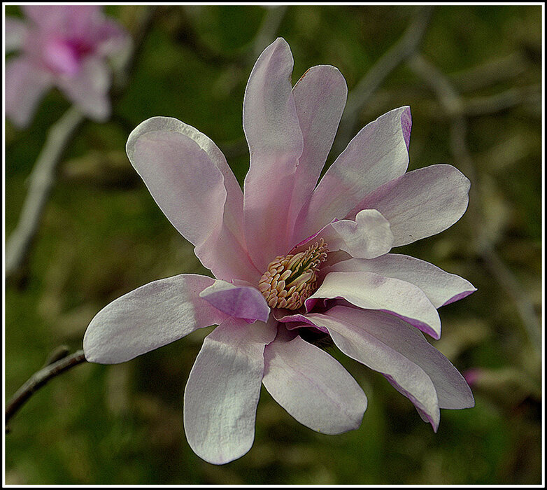 Магнолия - Aleksandr Gal