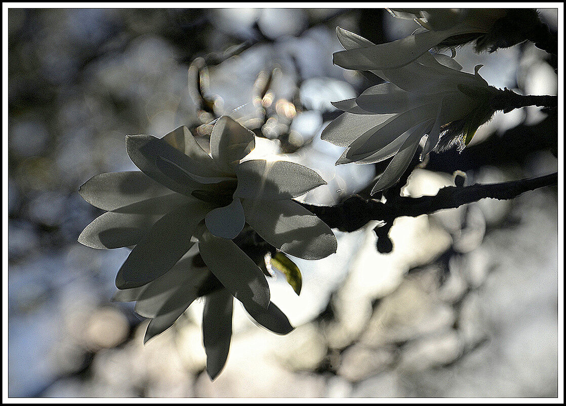 Магнолия - Aleksandr Gal