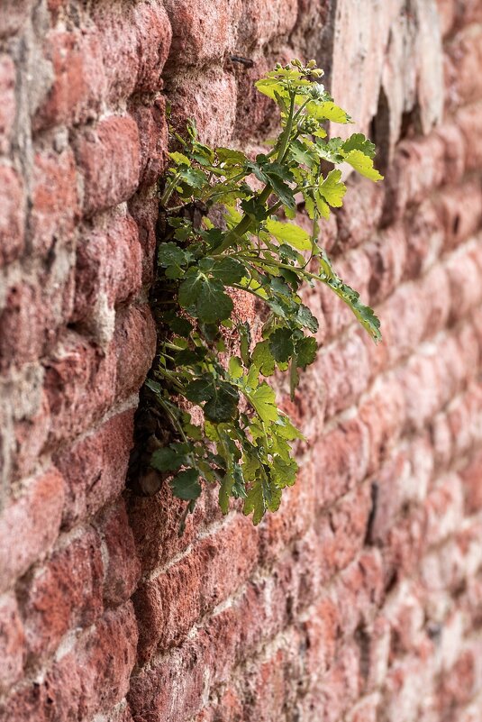 Чистотел может и в стене расти - Игорь Сикорский