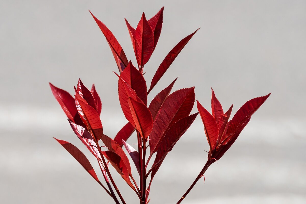 Кустарник "фотиния" - Игорь Сикорский