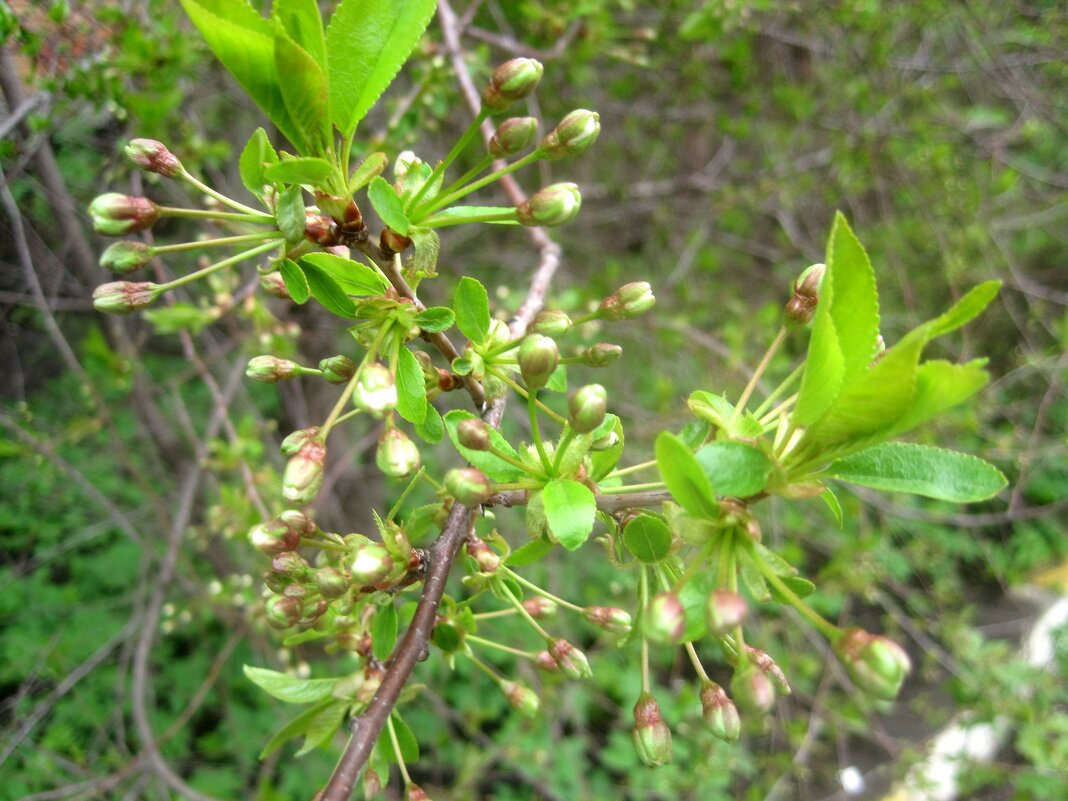 Весеннее - Елена Семигина