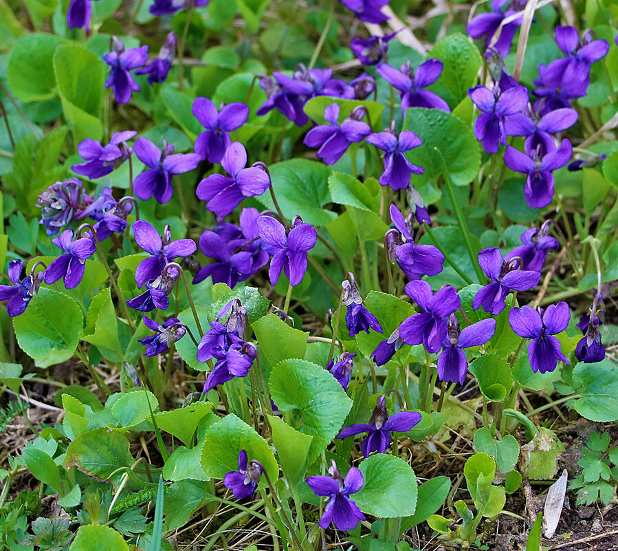 Первые фиалочки - Светлана 