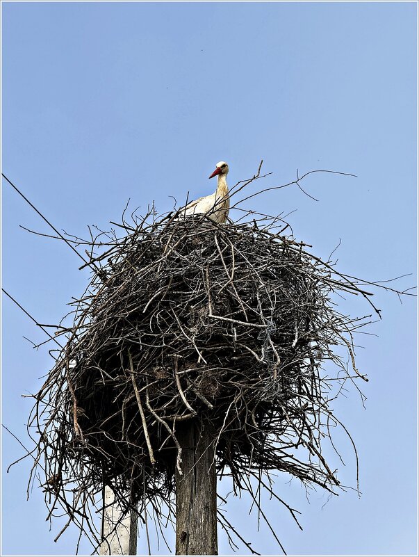В гнезде. - Валерия Комова