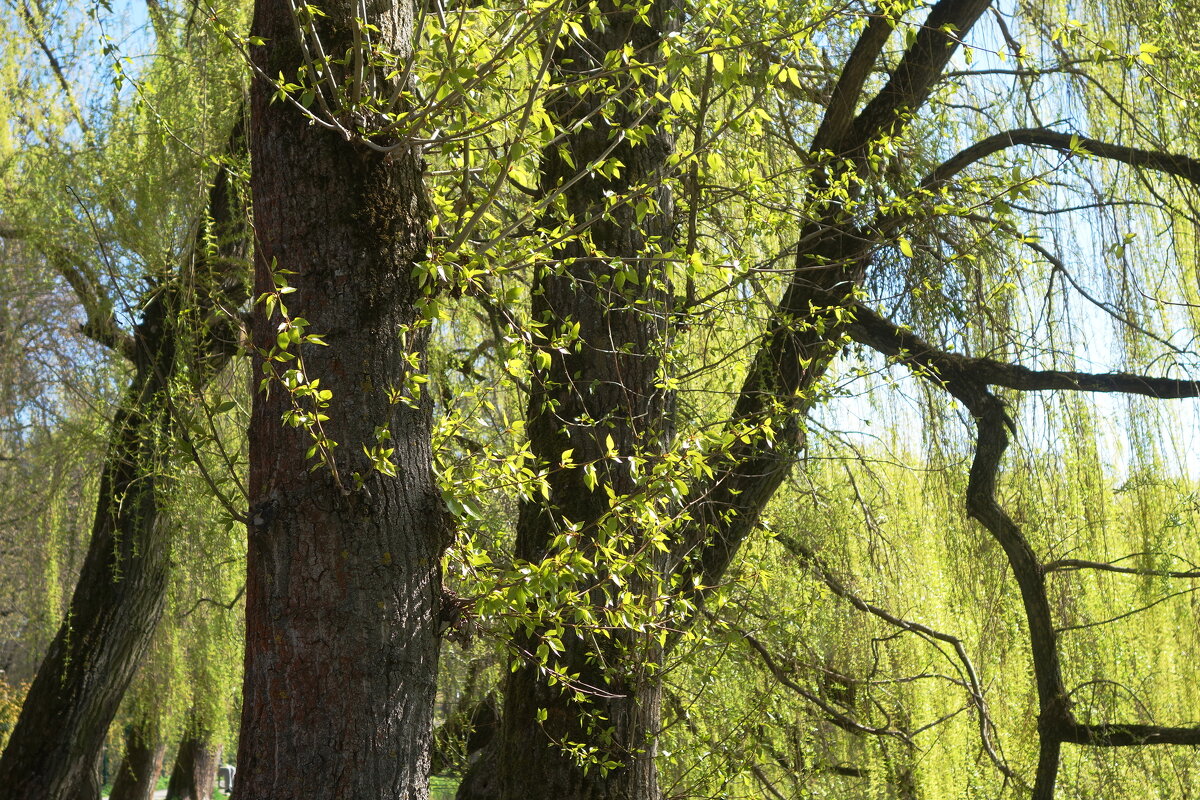 Апрельские этюды - Рита Симонова