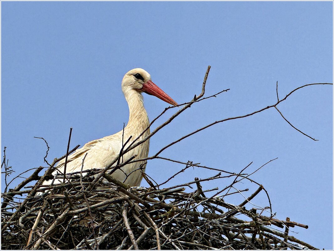 Аист. - Валерия Комова