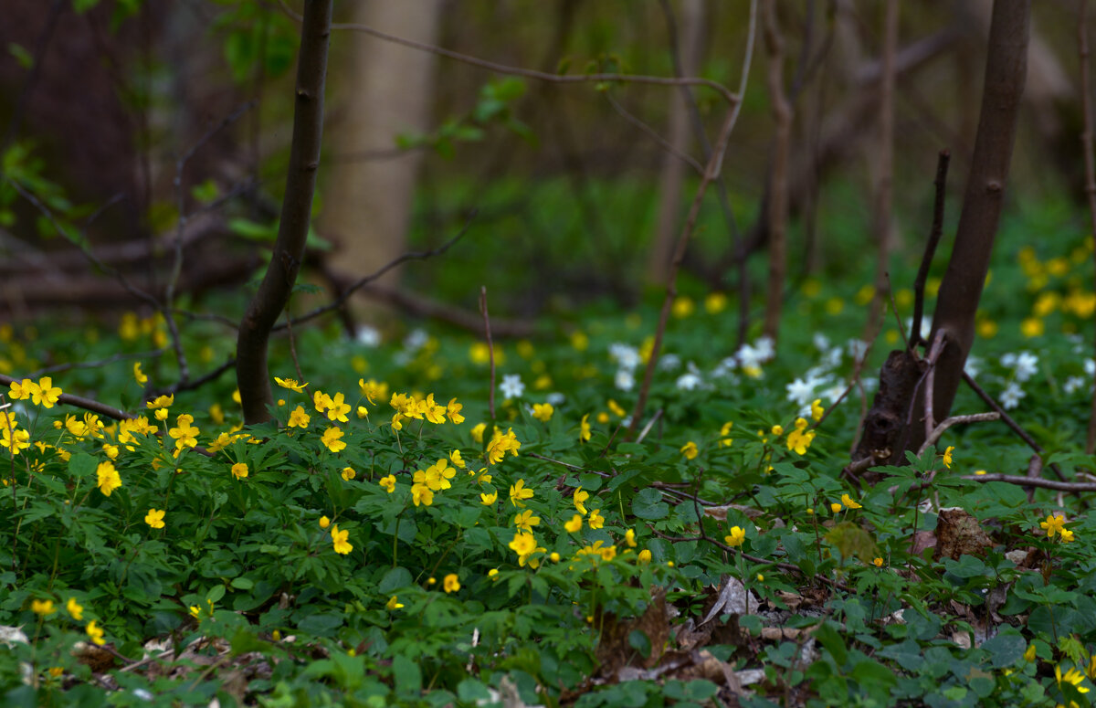 В заброшенном парке. - Константин Белоногов